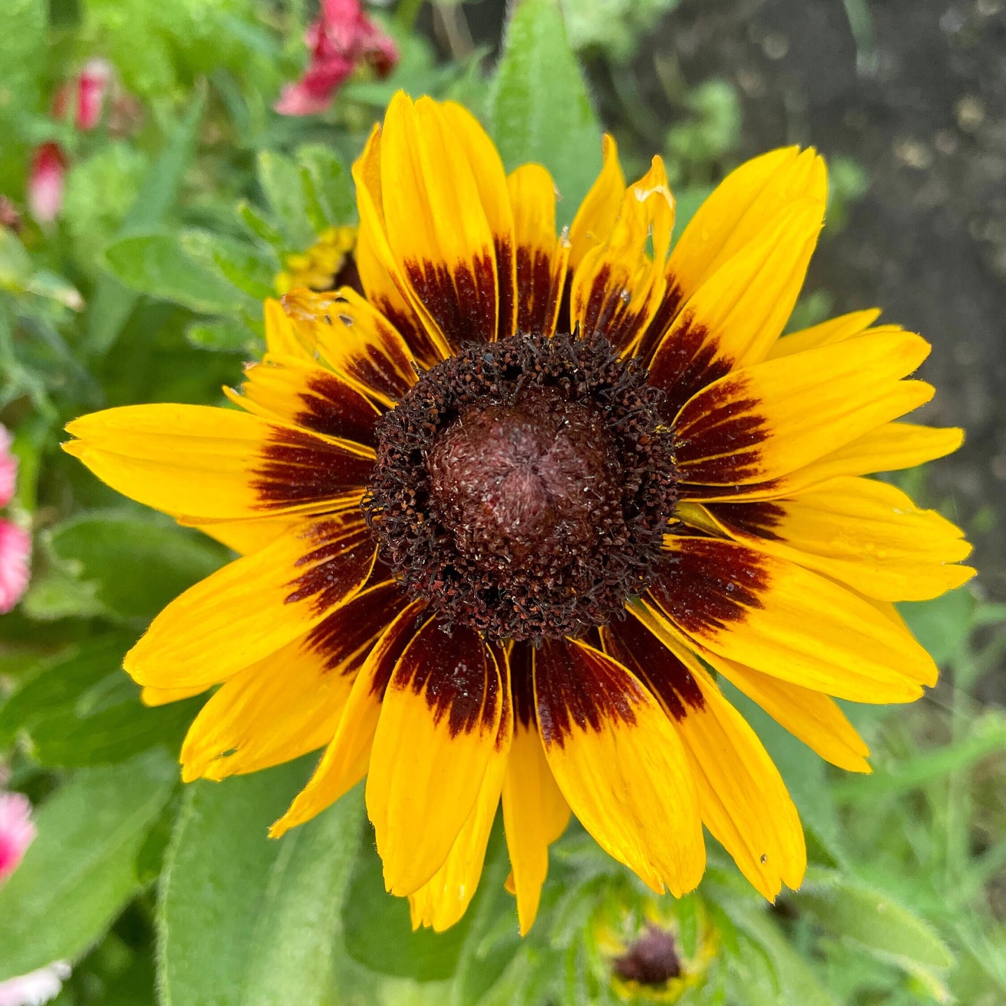 Rudbeckia (Black Eyed Susan, Brown Betty, Brown Daisy, Brown Eyed Susan, Golden Jerusalem, Poor-land Daisy, Yellow Daisy) - Flower Seeds