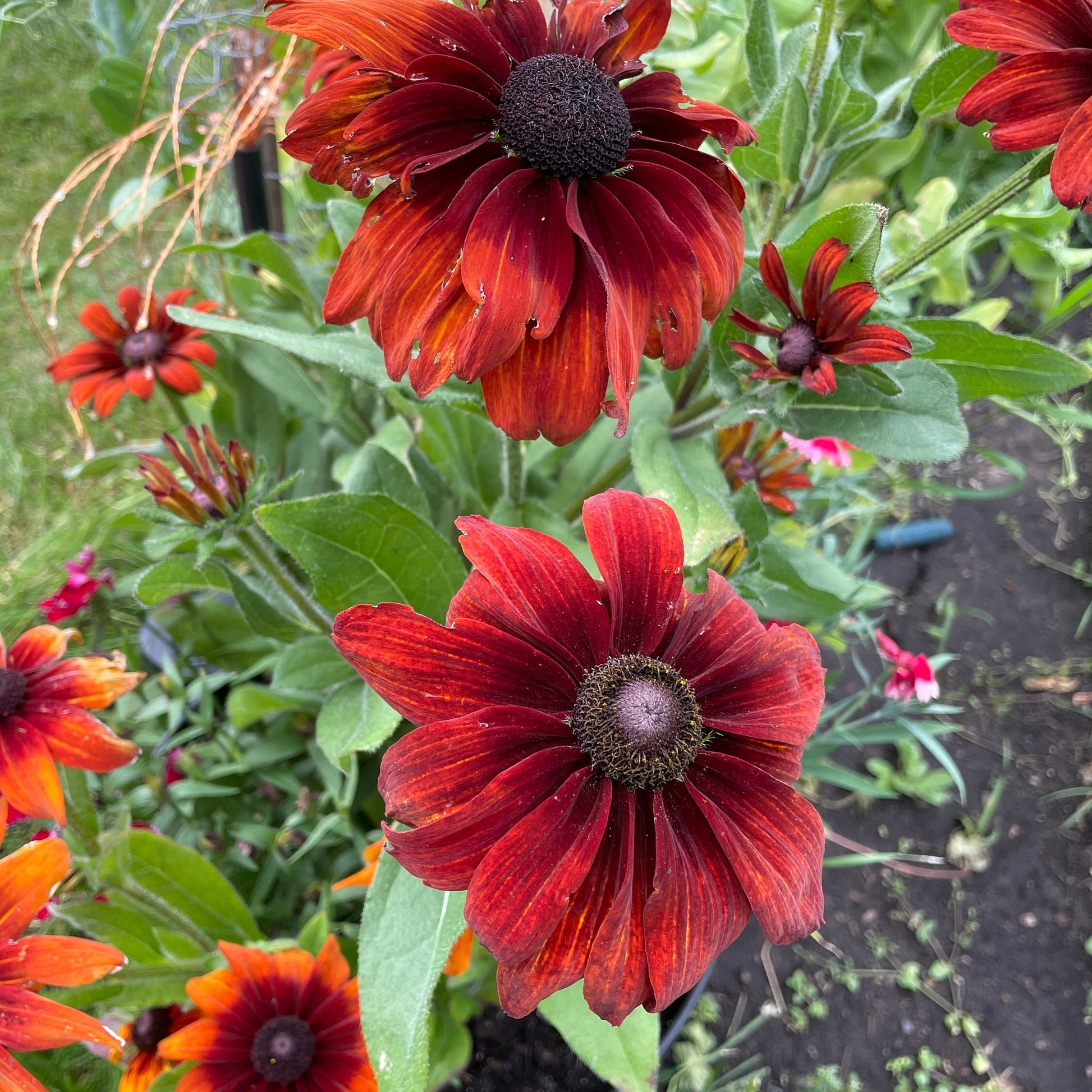 Rudbeckia (Black Eyed Susan, Brown Betty, Brown Daisy, Brown Eyed Susan, Golden Jerusalem, Poor-land Daisy, Yellow Daisy) - Flower Seeds