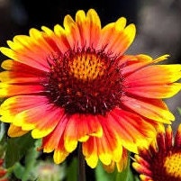 Blanket Flower (Gaillardia) - Flower Seeds