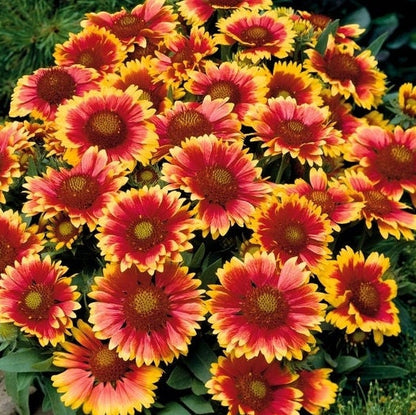 Blanket Flower (Gaillardia) - Flower Seeds