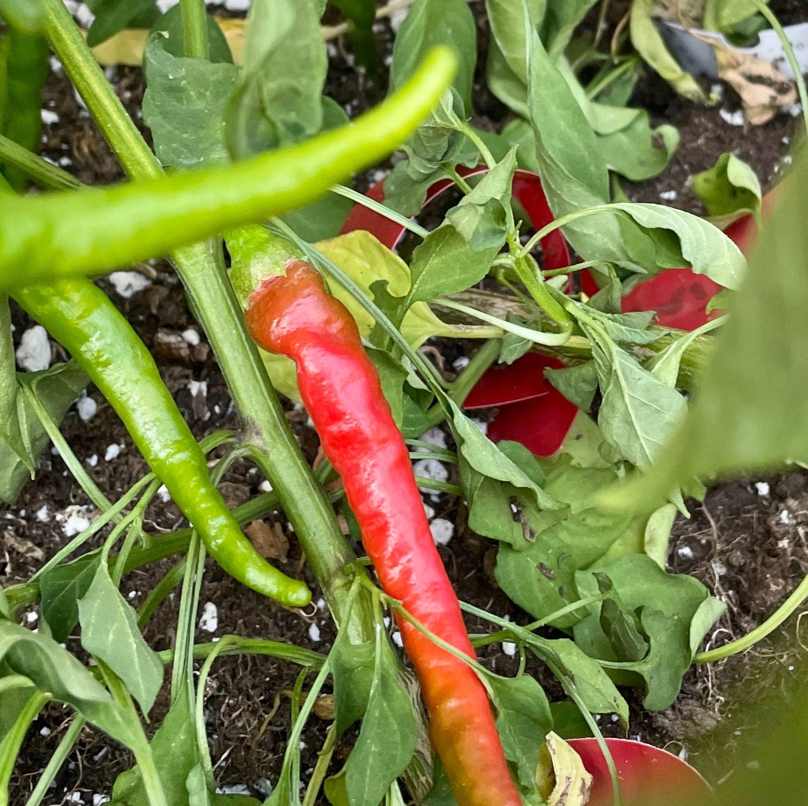 Pepper Seeds - Mixed Hot