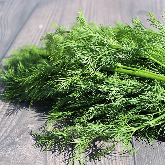 Dill - Herb Seeds