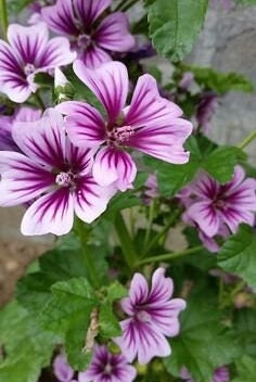 Malva (Zebrina Mallow) - Flower Seeds - Pink and White Flowers