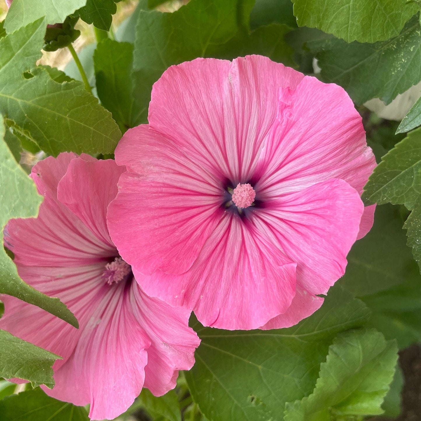 Lavatera - Flower Seeds - Pink and White Flowers