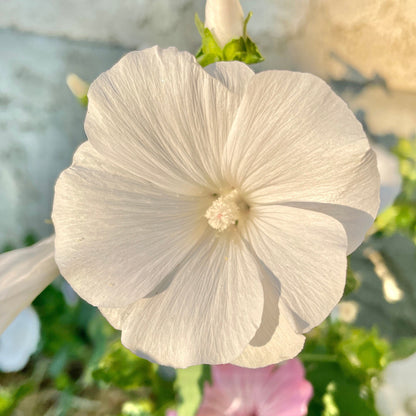 Lavatera - Flower Seeds - Pink and White Flowers