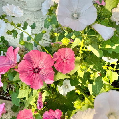 Lavatera - Flower Seeds - Pink and White Flowers