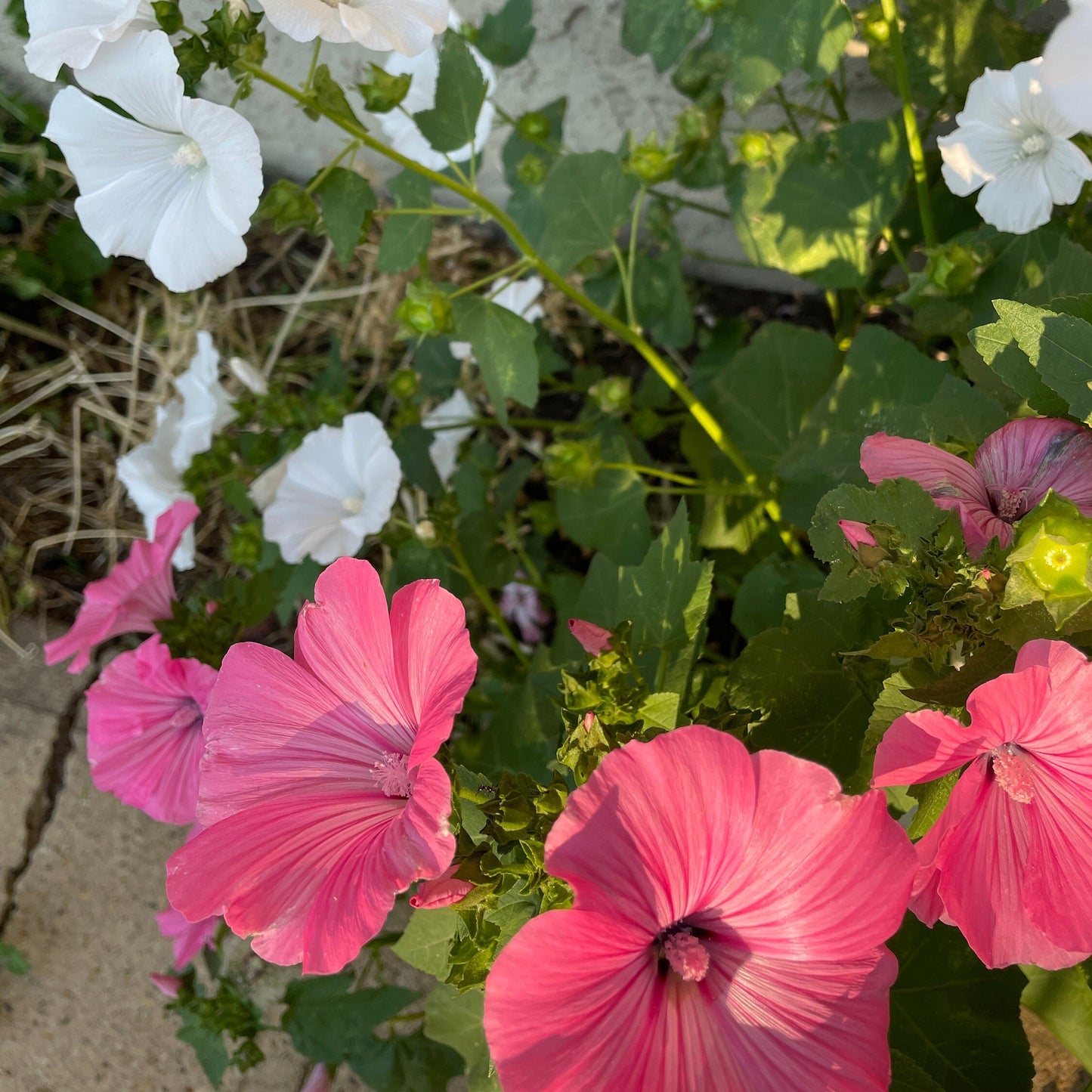 Lavatera - Flower Seeds - Pink and White Flowers