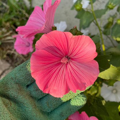 Lavatera - Flower Seeds - Pink and White Flowers