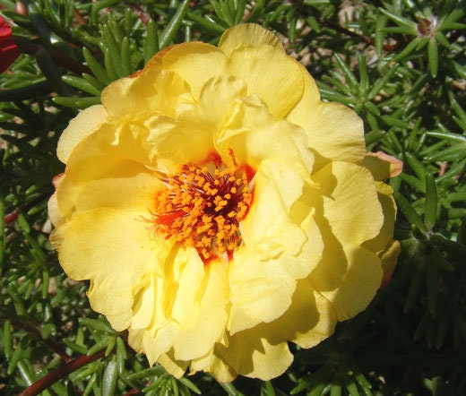 Portulaca (Purselane or moss rose) - Flower Seeds - BRIGHT yellow and pink drought tolerant blooms