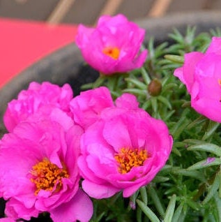 Portulaca (Purselane or moss rose) - Flower Seeds - BRIGHT yellow and pink drought tolerant blooms