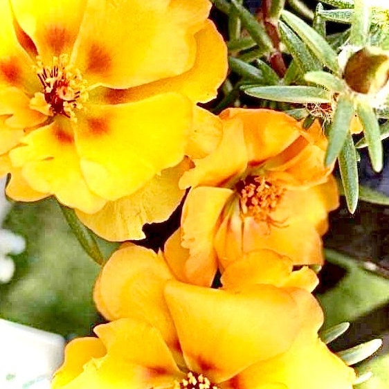 Portulaca (Purselane or moss rose) - Flower Seeds - BRIGHT yellow and pink drought tolerant blooms