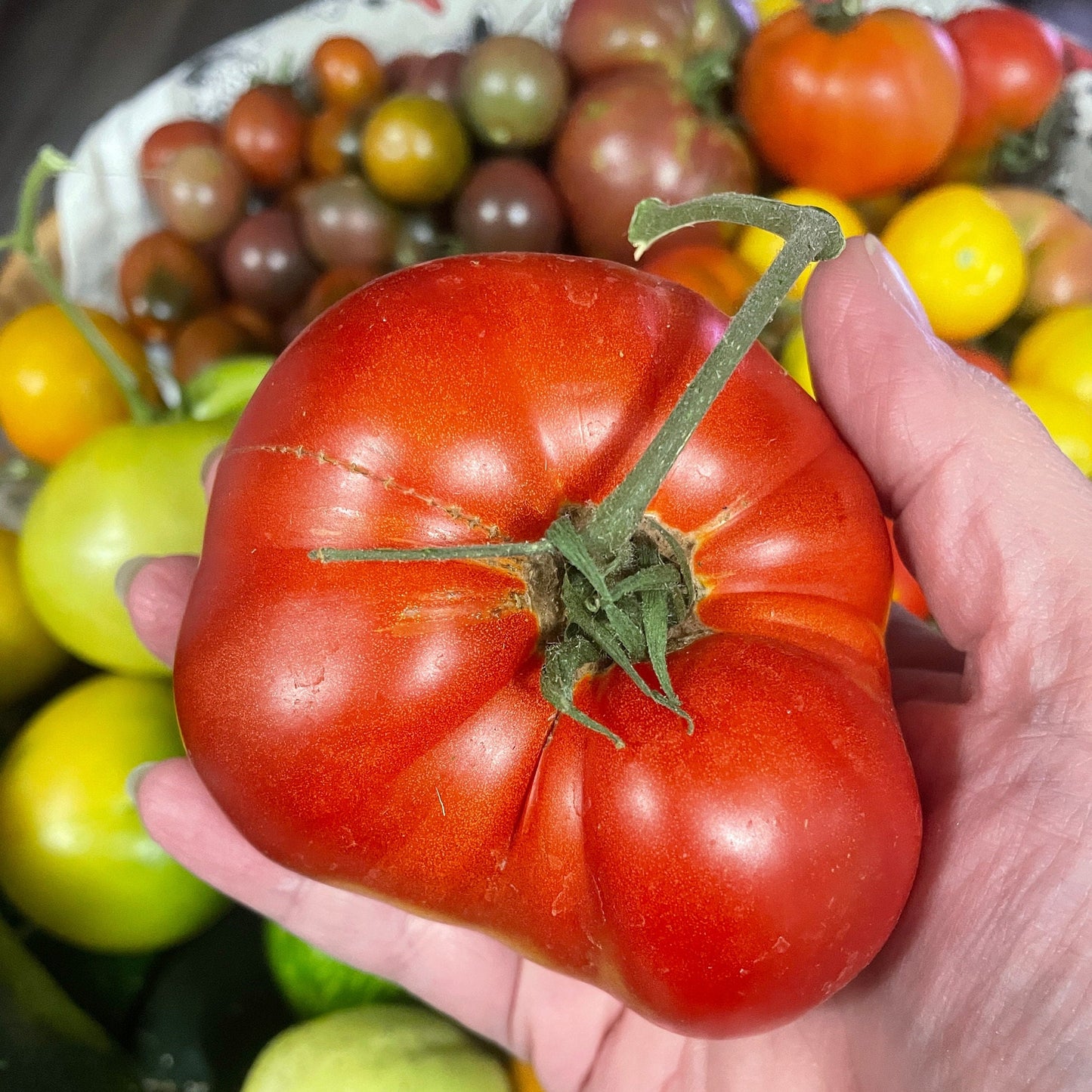 Tomato Seeds - Pruden's Purple - Large Heirloom Variety