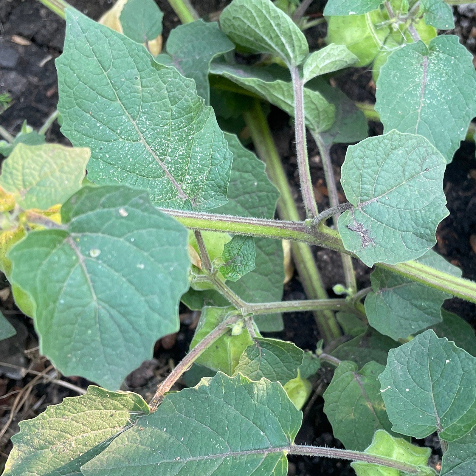 Ground Cherry - Vegetable seeds - Aunt Molly's - Goldenberry - Gooseberry