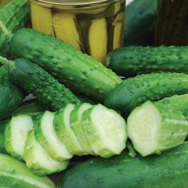 Cucumber - Heirloom - Vegetable seeds