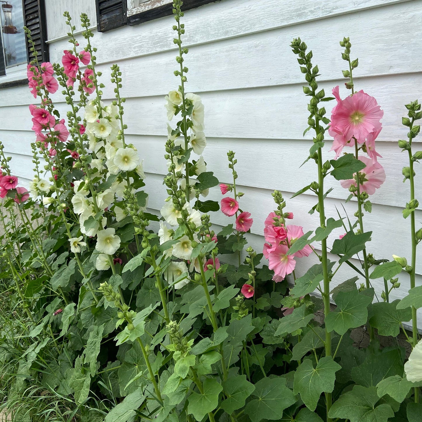 Hollyhock - Flower Seeds - Pink and White