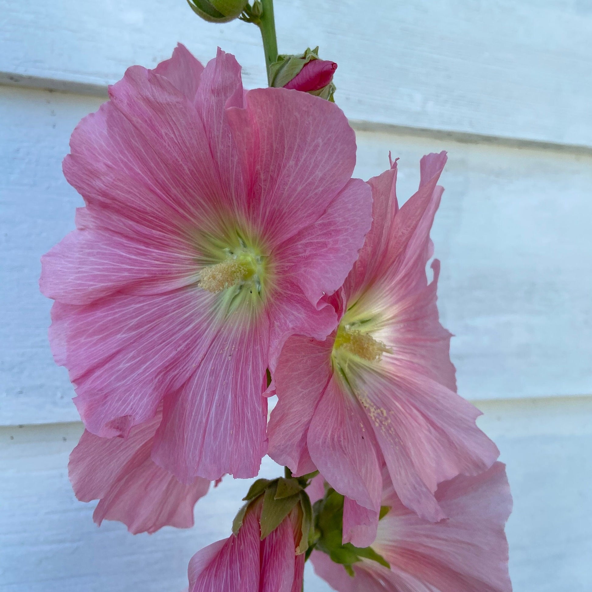 Hollyhock - Flower Seeds - Pink and White