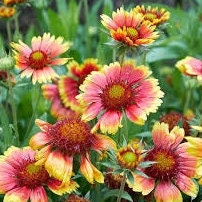 Blanket Flower (Gaillardia) - Flower Seeds