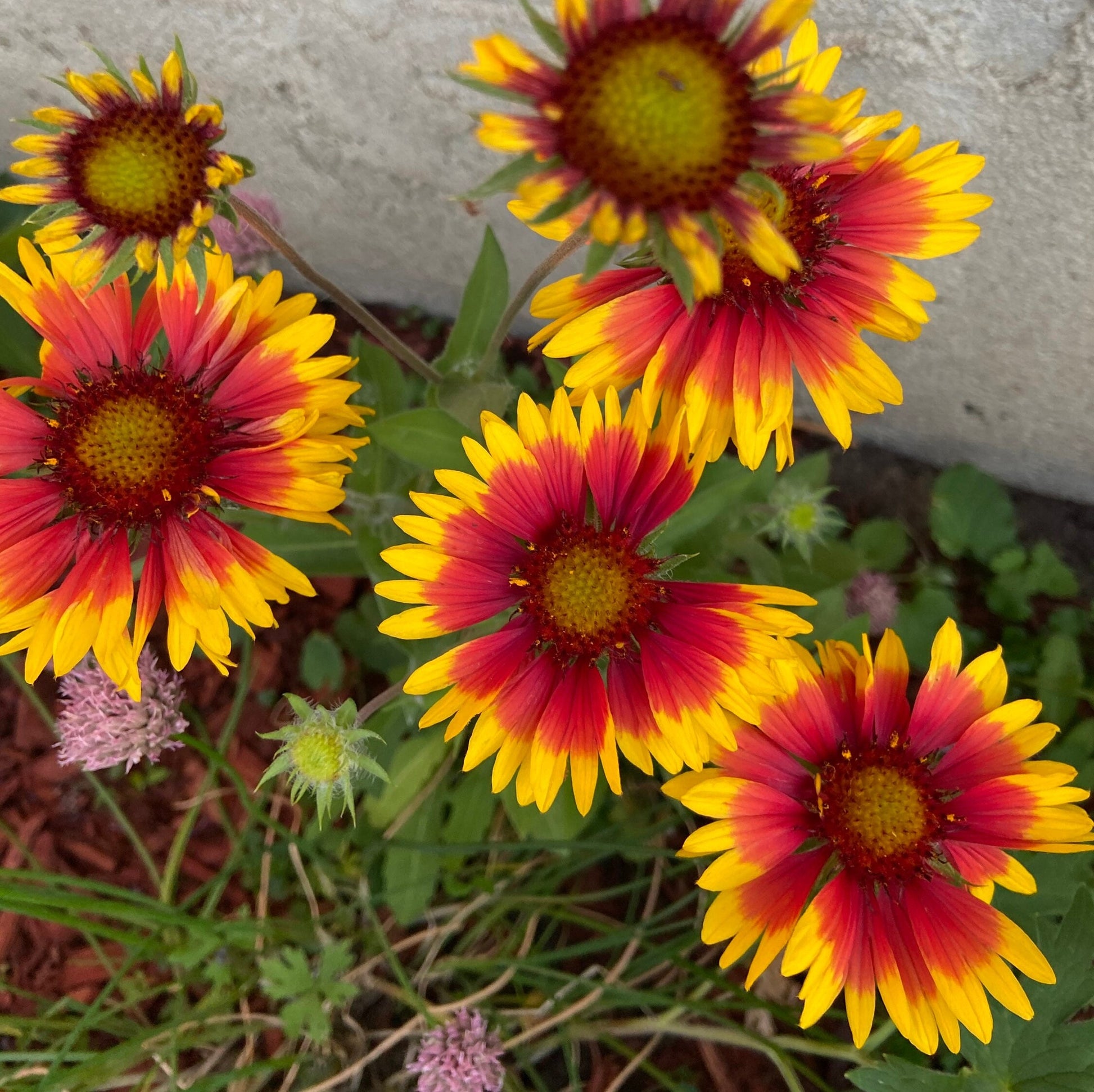 Blanket Flower (Gaillardia) - Flower Seeds