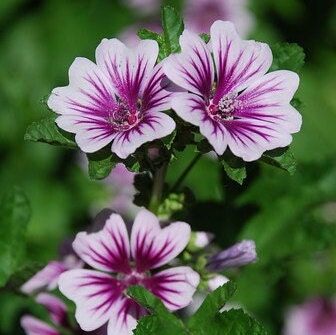 Malva (Zebrina Mallow) - Flower Seeds - Pink and White Flowers