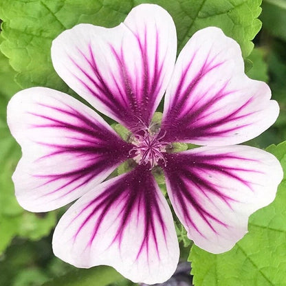 Malva (Zebrina Mallow) - Flower Seeds - Pink and White Flowers