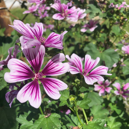 Malva (Zebrina Mallow) - Flower Seeds - Pink and White Flowers