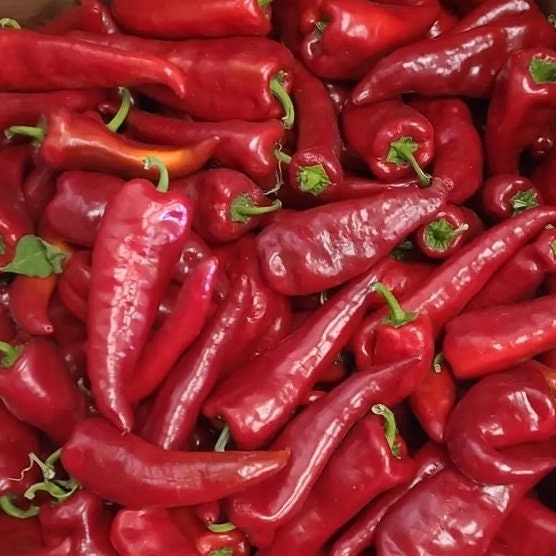 Pepper Seeds - Crimson Red Hot Pepper