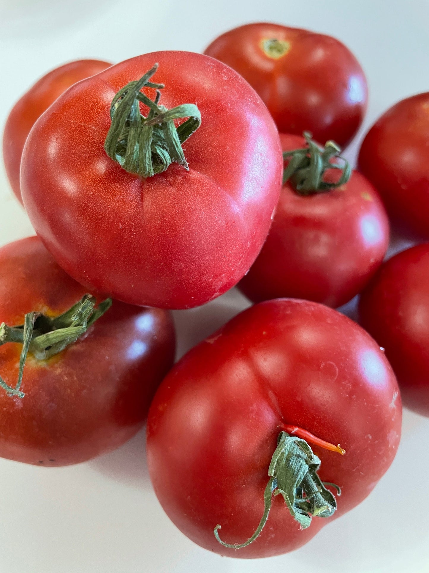 Tomato Seeds - Manitoba - Medium-sized Heirloom Variety