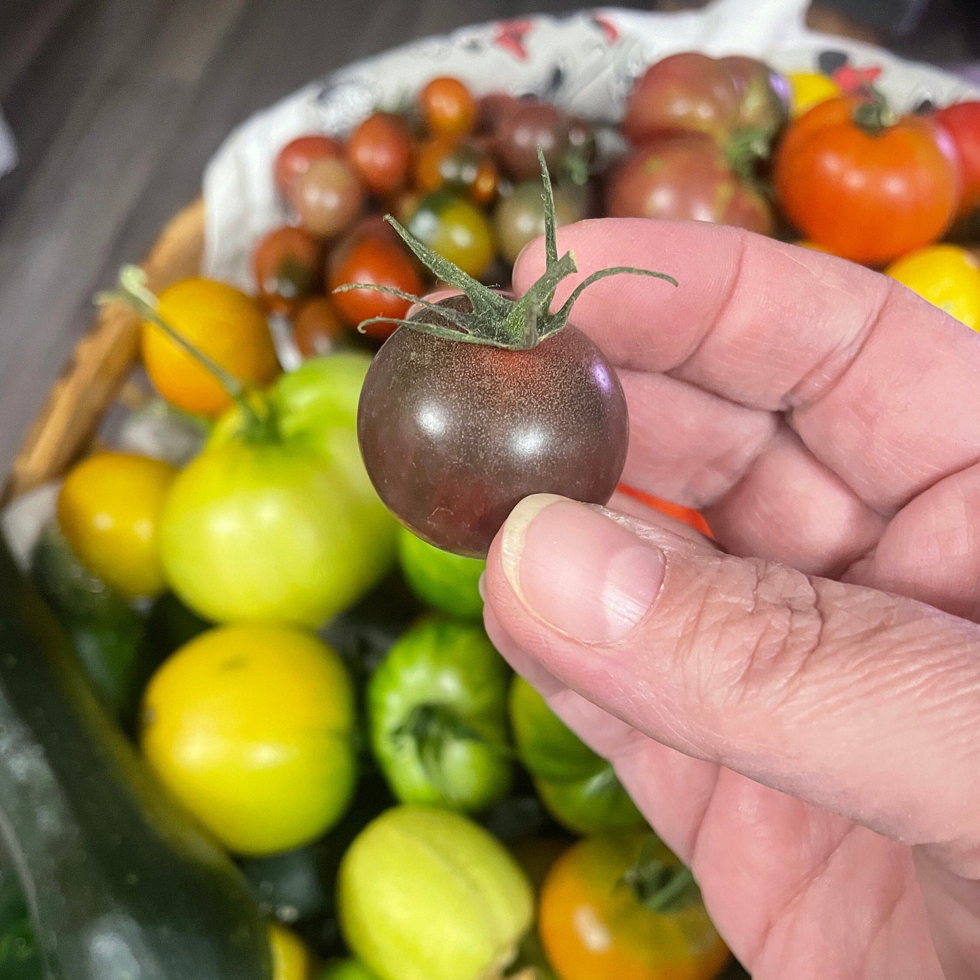 Tomato Seeds - Mixed Cherry and Grape - Yellow, Red, and Purple Heirloom Varieties