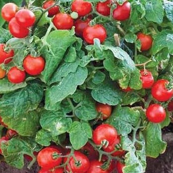 Tomato Seeds - Mixed Cherry and Grape - Yellow, Red, and Purple Heirloom Varieties