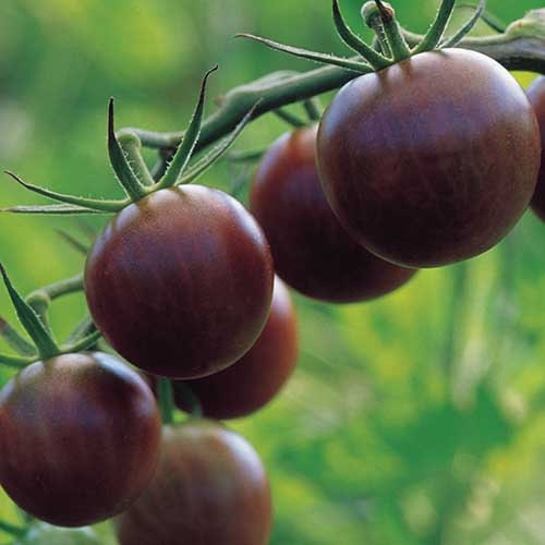 Tomato Seeds - Black Chocolate Cherry - Heirloom