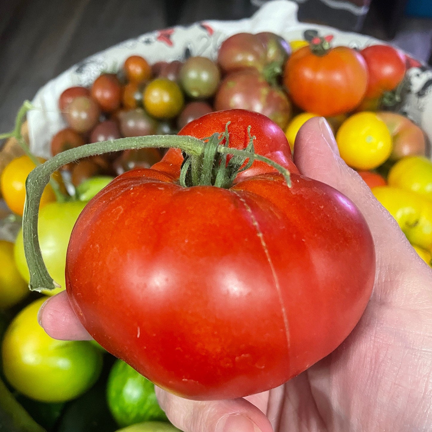 Tomato Seeds - Pruden's Purple - Large Heirloom Variety