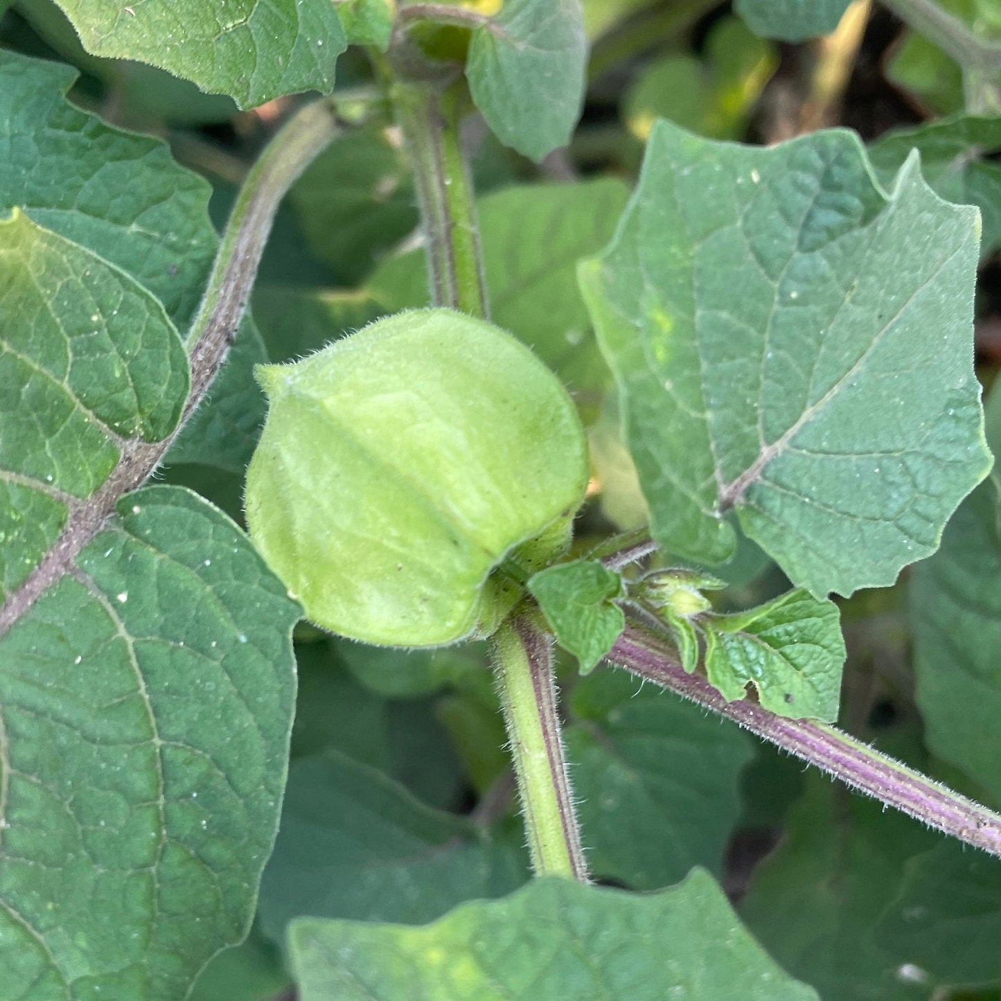 Ground Cherry - Vegetable seeds - Aunt Molly's - Goldenberry - Gooseberry