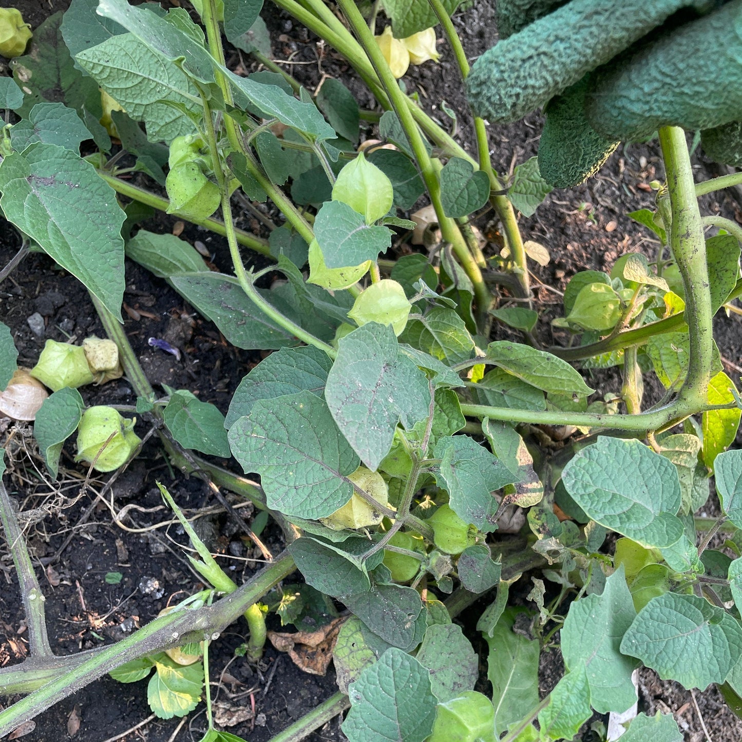 Ground Cherry - Vegetable seeds - Aunt Molly's - Goldenberry - Gooseberry