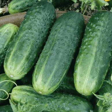 Cucumber - Heirloom - Vegetable seeds