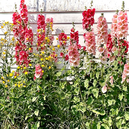 Hollyhock - Flower Seeds - Pink and White