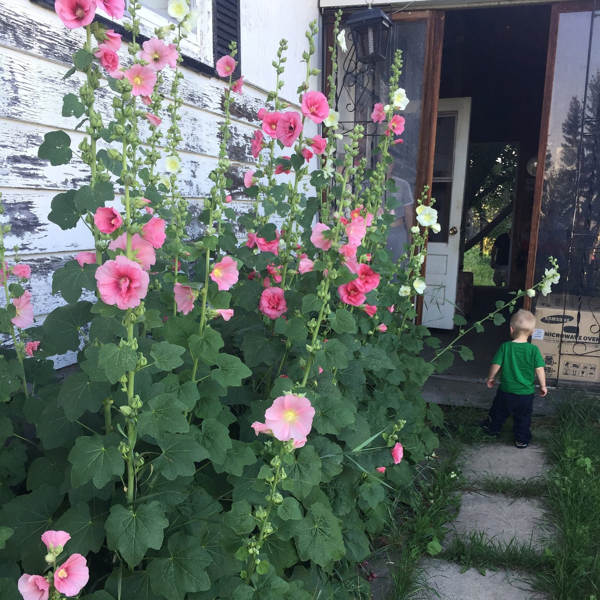 Hollyhock - Flower Seeds - Pink and White