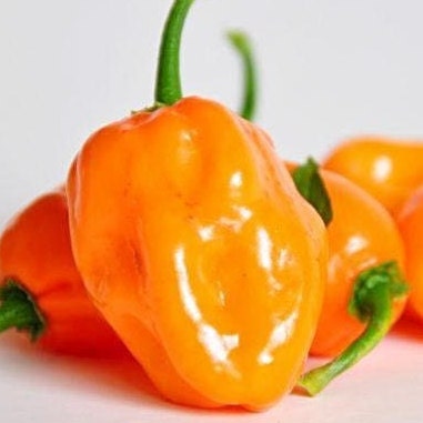 Pepper Seeds - Habanero