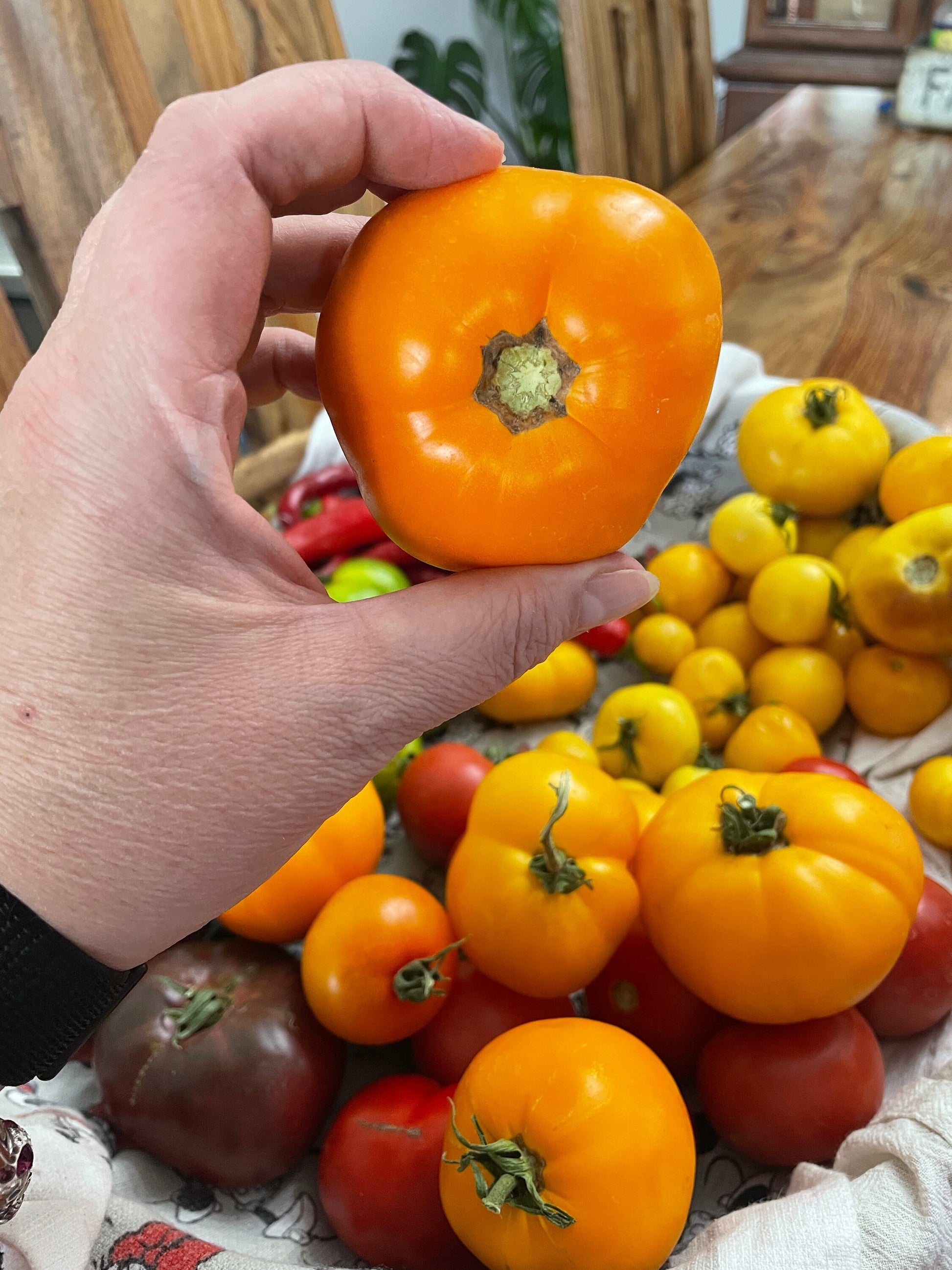 Tomato Seeds - Mixed Heirloom Variety includes Cherry, Roma, and Medium to Large Slicing Varieties