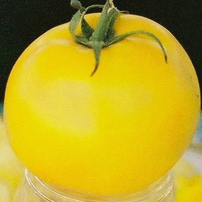 Tomato Seeds - Lemon Boy Yellow Heirloom