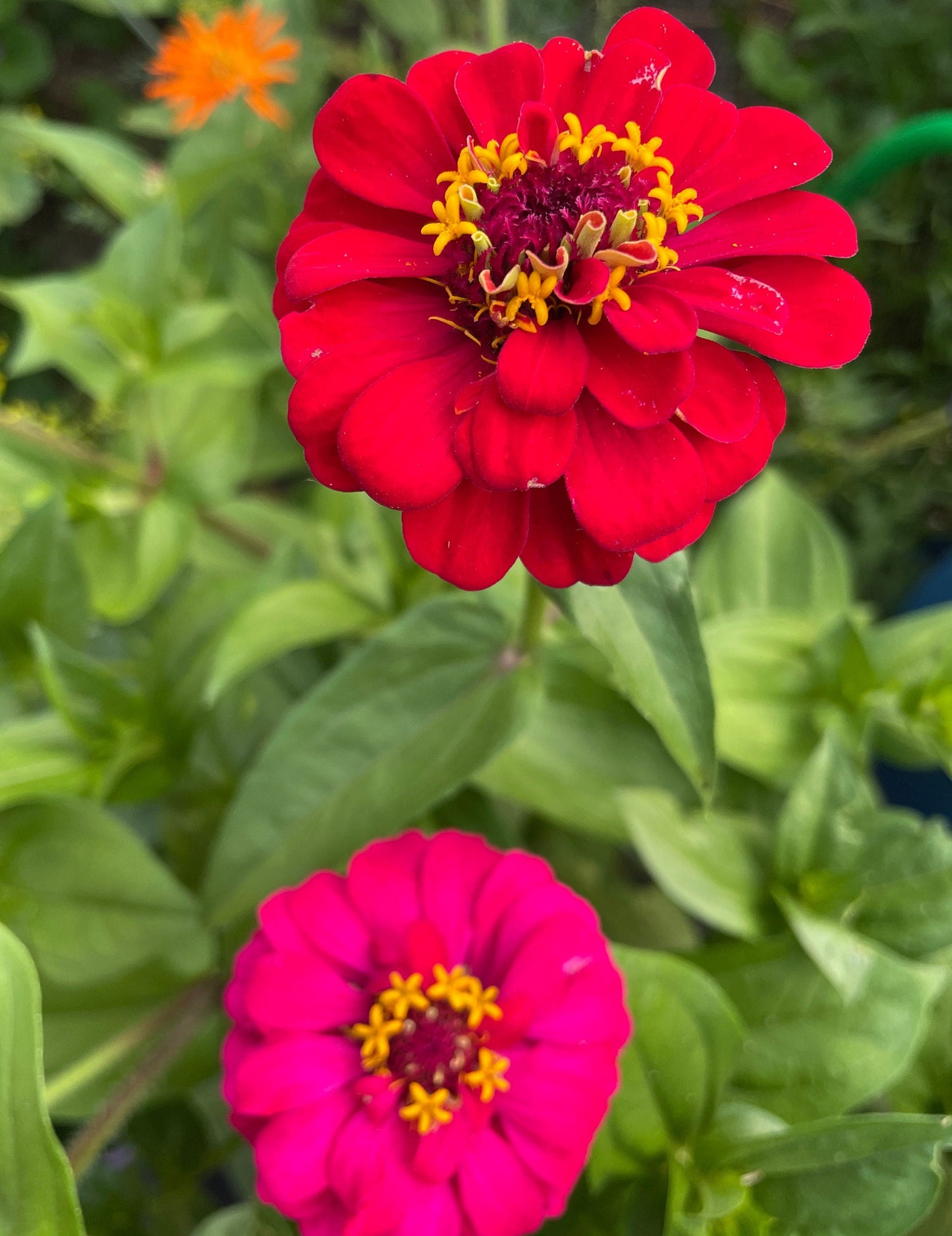 Zinnia - Flower Seeds - Mixed - Unleash a Spectrum of Color in Your Garden