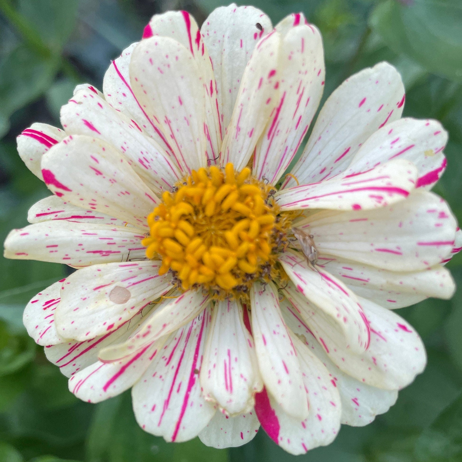 Zinnia - Flower Seeds - Mixed - Unleash a Spectrum of Color in Your Garden