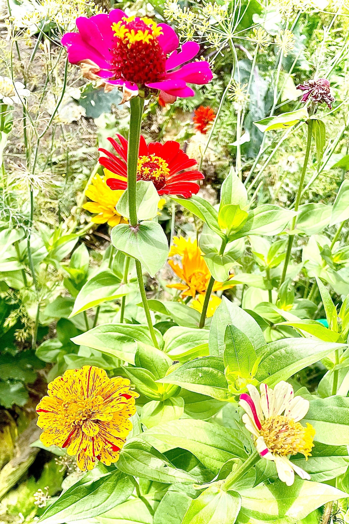 Zinnia - Flower Seeds - Mixed - Unleash a Spectrum of Color in Your Garden