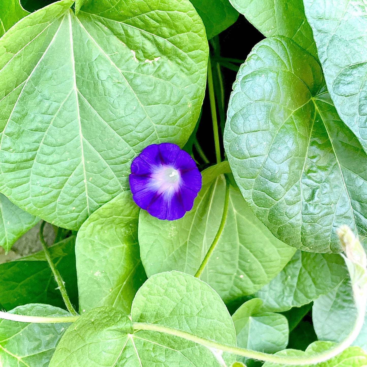 Morning Glory - Mixed Colours - Flower Seeds - Cultivate Elegance and Beauty in Your Garden