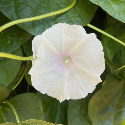 Morning Glory - Mixed Colours - Flower Seeds - Cultivate Elegance and Beauty in Your Garden