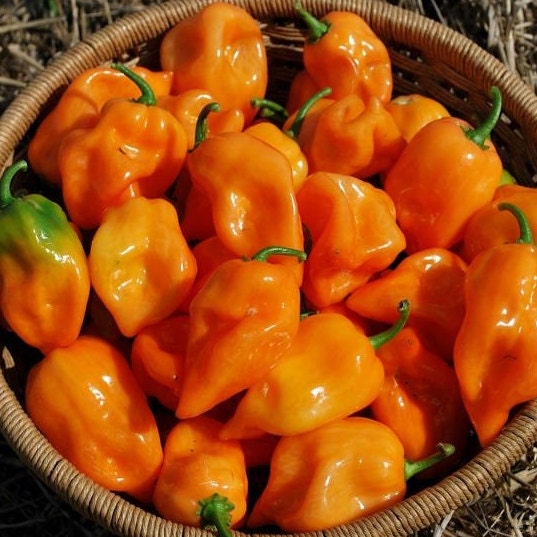 Pepper Seeds - Habanero