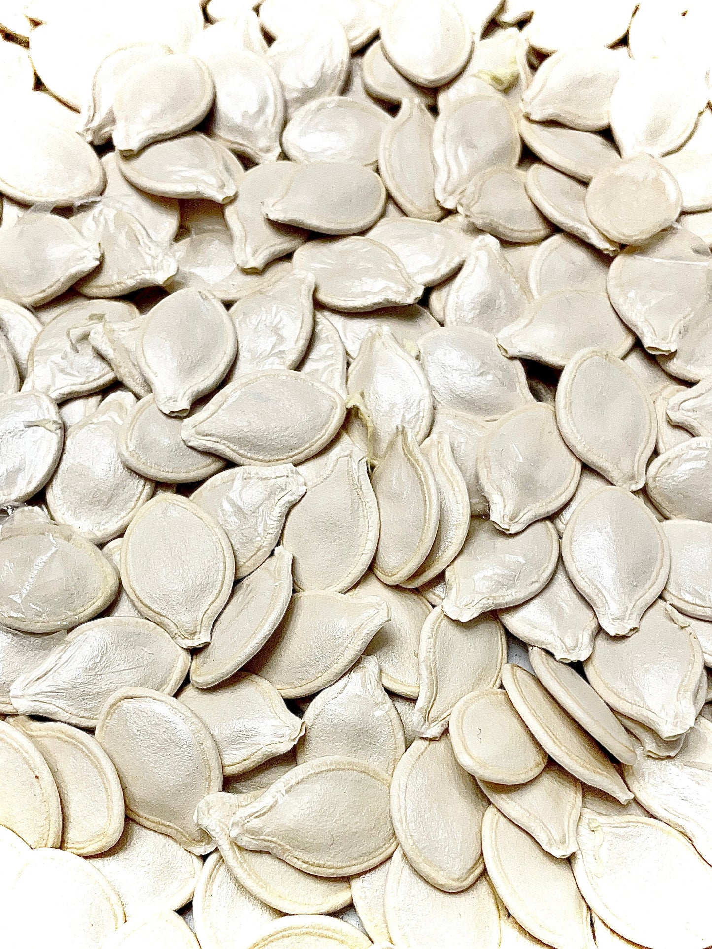 Pumpkin - Vegetable Seeds - SUPER MOON White Rare Seeds for Growing in your Garden