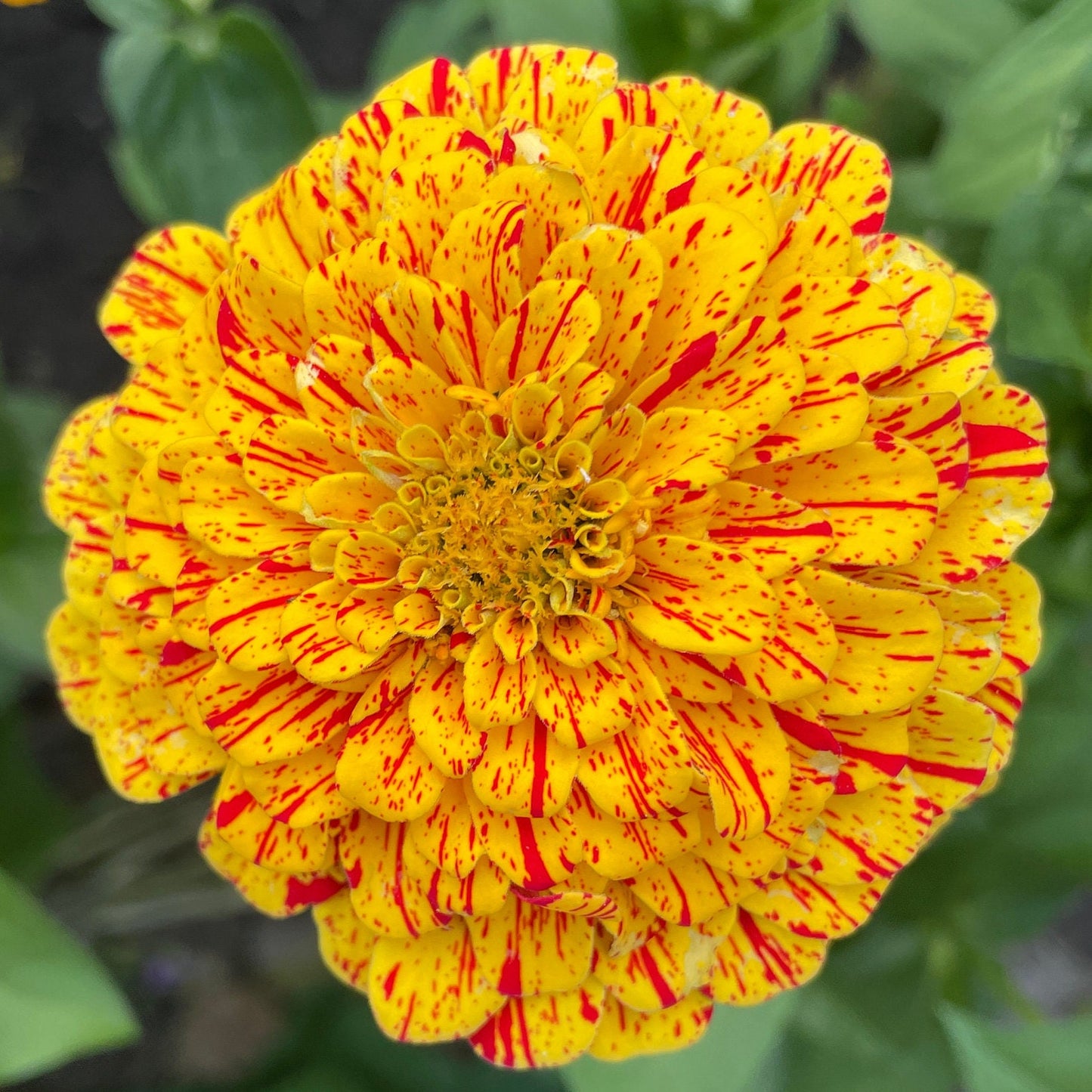 Zinnia - Flower Seeds - Mixed - Unleash a Spectrum of Color in Your Garden