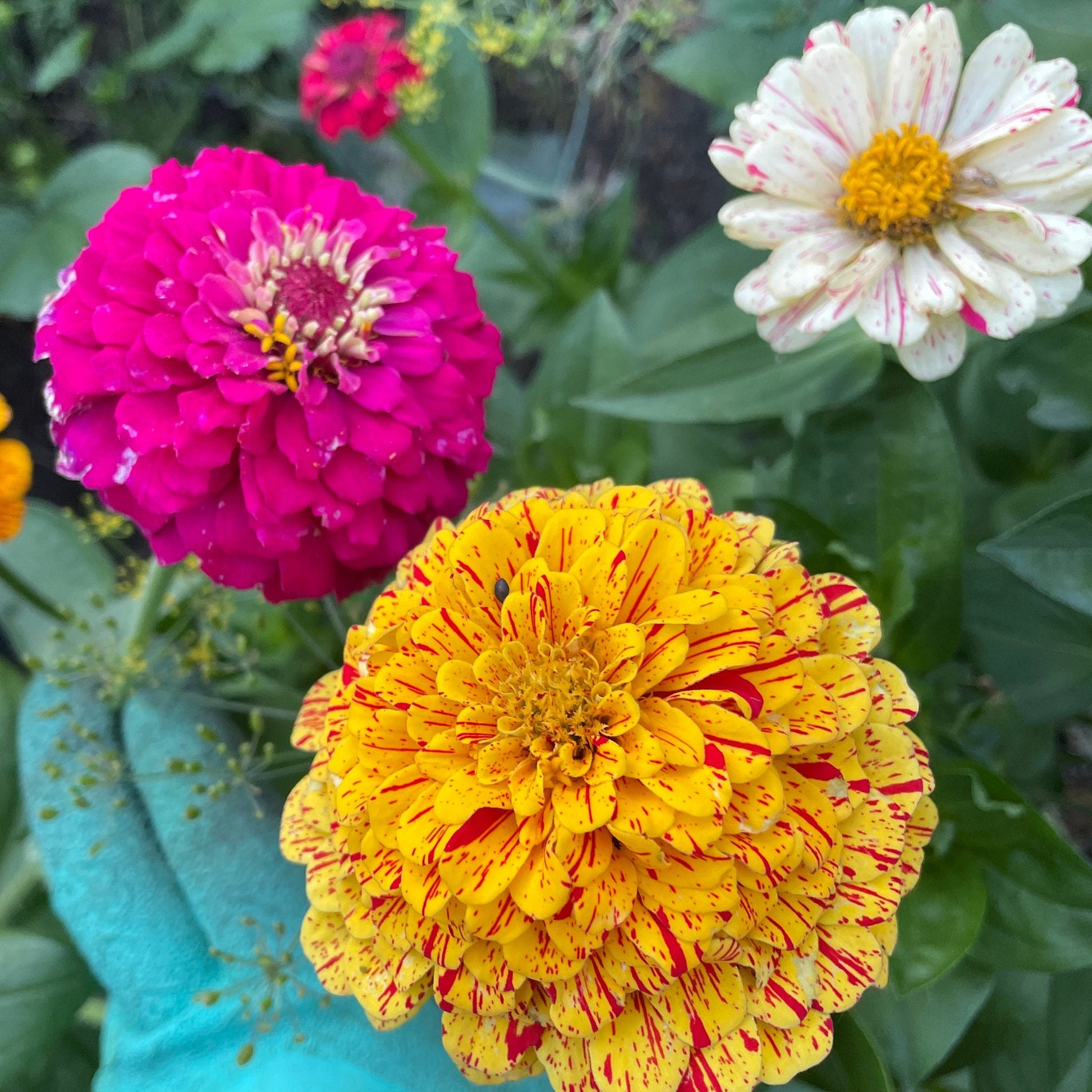 Zinnia - Flower Seeds - Mixed - Unleash a Spectrum of Color in Your Garden