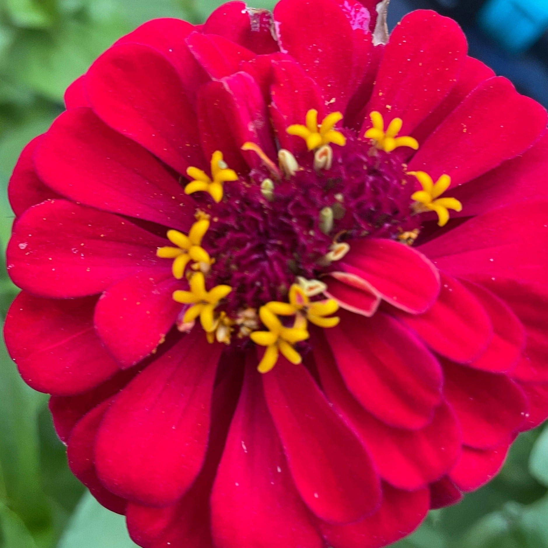 Zinnia - Flower Seeds - Mixed - Unleash a Spectrum of Color in Your Garden