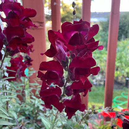 Snap Dragon - Flower Seeds - Tall Variety - Perfect for Stunning Cut Flowers